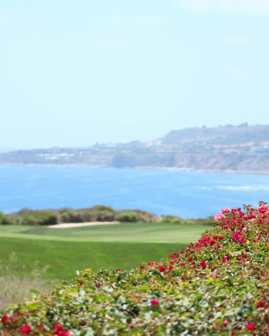 Golf course green with red flowers overlooking a vast ocean under blue sky