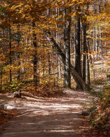 Sunlit autumn forest trail winding through golden New England woods