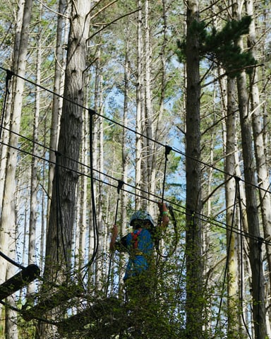 High ropes course through tall trees