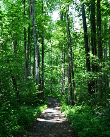 Sunlit forest trail winding through tall green trees at Nickerson State Park