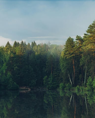 Misty pine forest reflected in a still lake on a quiet summer morning