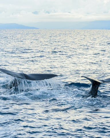 Two whale tails rising from the Atlantic