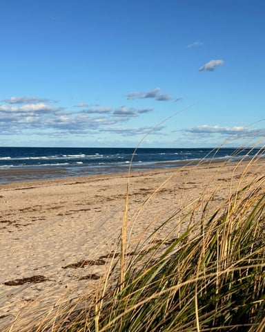 Wide open Cape Cod beach with sea grass blowing under a bright blue sky
