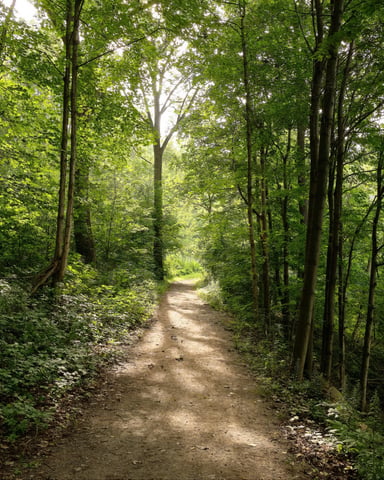Wide sun-dappled dirt trail winding through lush green forest.