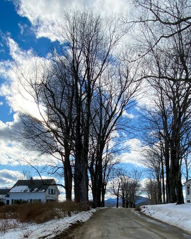Snowy New England road lined with bare trees and white farmhouses under a bright blue winter sky
