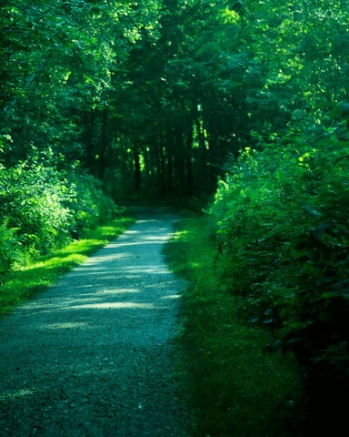 Lush green canopied trail winding through a dense summer forest