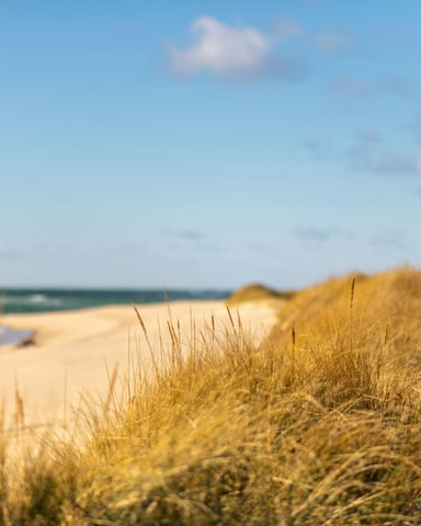 Golden dune grass in the foreground with a wide sandy beach and ocean stretching beyond