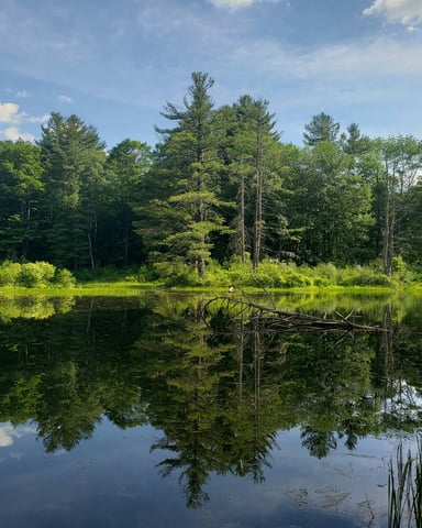 Calm New England pond with pine trees reflected in still water
