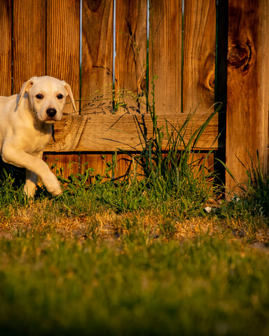 Yellow lab puppy running through a fenced yard at golden hour.