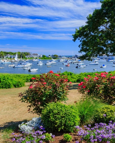 Harwich Port harbor with sailboats and blooming rose bushes on a sunny summer day