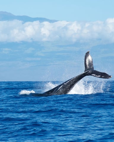 Humpback whale tail rising from deep blue ocean water with mountains in the distance
