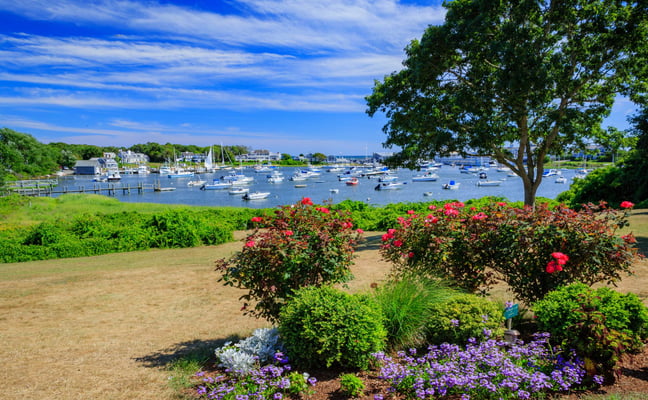 Harwich Port harbor with sailboats moored on calm water and blooming rose bushes in the foreground