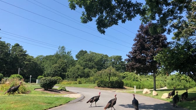 Wildlife of Cape Cod