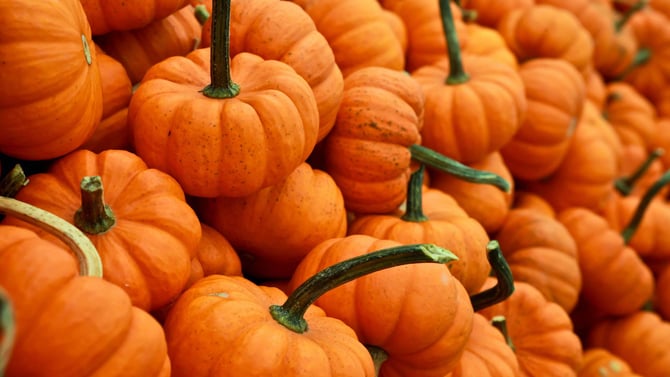 Cape Cod Halloween Events 2019