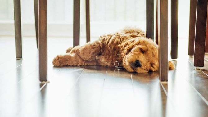 Should You Allow Your Rental to be Pet-Friendly?