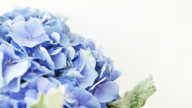 Garden Must-Haves