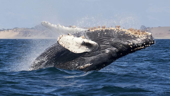 Cape Cod Attractions You Don’t Want to Miss