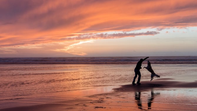 Pet-Friendly Vacations Cape Cod