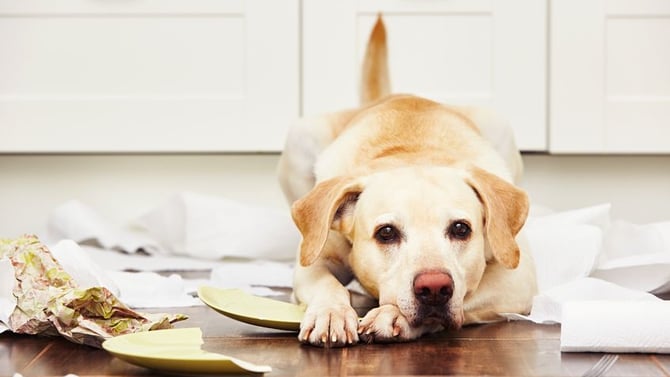 Should You Make Your Cape Cod Vacation Rental Pet Friendly?
